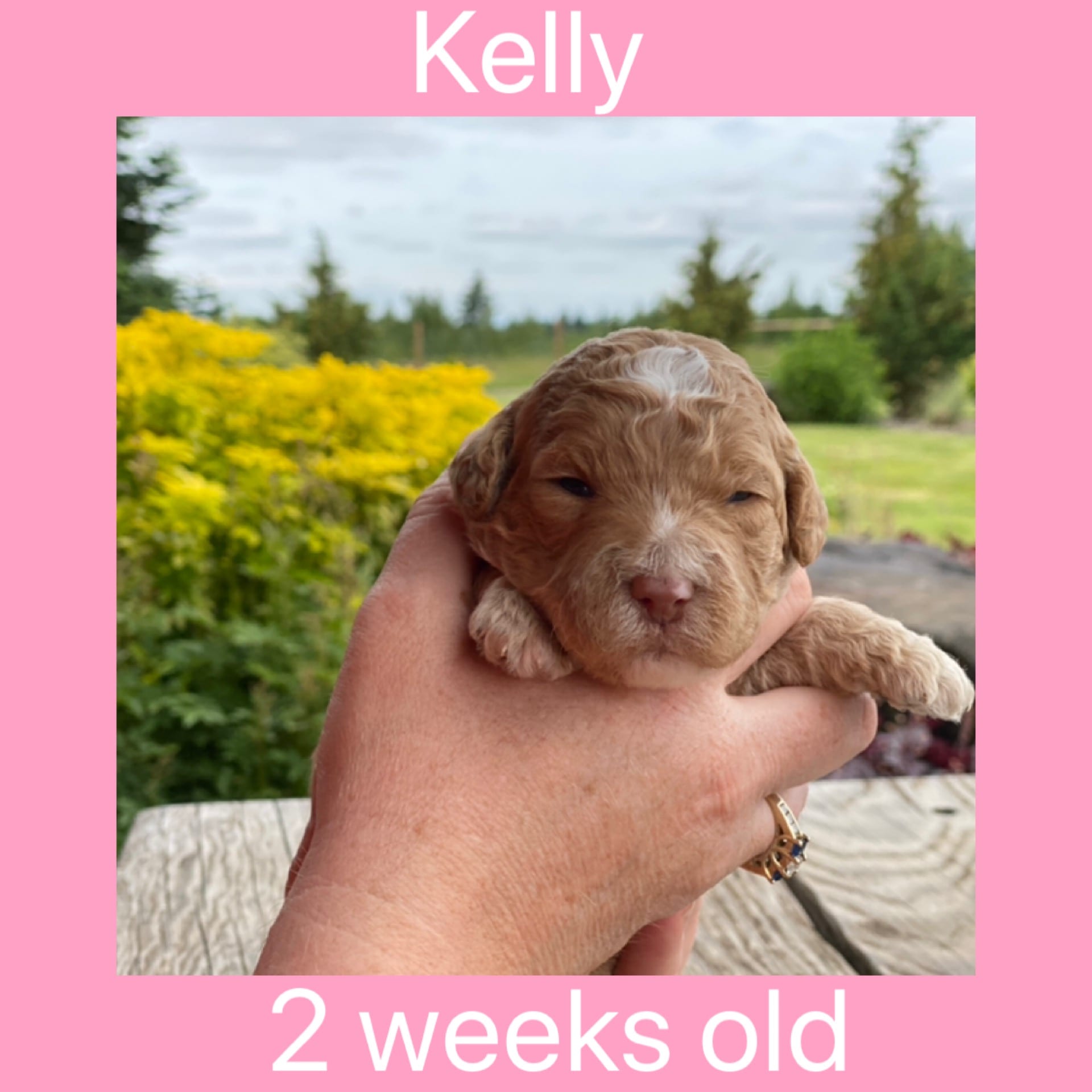 Puppies For Sale in Portland Auburn Sky Labradoodles